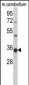 GGPS1 Antibody (C-term)