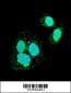 HSF1 Sumoylation Site Antibody