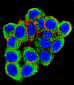 PML Sumoylation Site Antibody