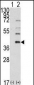 SAE1 (AOS1) Antibody (C-term)