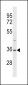 SAE1 (AOS1) Antibody (C-term)