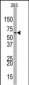 EZH1 Antibody (Center)