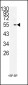 BMI1 Antibody (C-term)