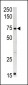 CPT2 Antibody (C-term)