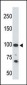 ACE2 (NCOVID/SARS Receptor) Antibody (C-term)