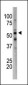 BACE1B Antibody (Center)