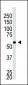 BACE2C Antibody (C-term)