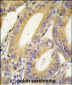XIAP (BIRC4) Antibody (N-term)