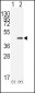 CDX2 Antibody (N-term)