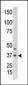 CDX2 Antibody (N-term)