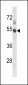 EDG1 Antibody (N-term)