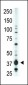 EDG2 Antibody (N-term)