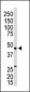 EDG3 Antibody (N-term)