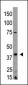 EDG4 Antibody (N-term)