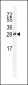 ICOS Antibody (C-term)