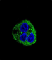 Leptin (LEP) Antibody (C-term)