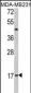 Leptin (LEP) Antibody (C-term)