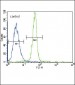 Leptin Receptor (LEPR) Antibody (N-term)