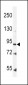 Leptin Receptor (LEPR) Antibody (N-term)