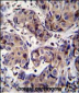 MAGEA3 Antibody (C-term)