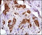 MAGEA4 Antibody (N-term)