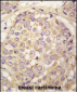 MAGEA4 Antibody (N-term)
