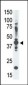 MAGEA4 Antibody (N-term)