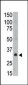 MAGEA6 Antibody (C-term)