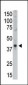 MAGEA9 Antibody (Center)