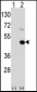 MAGEA9 Antibody (Center)