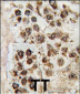MLLT10 (AF10) Antibody (C-term)