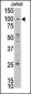 MLLT10 (AF10) Antibody (C-term)