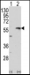 MMP13 Antibody (C-term)