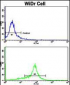 MMP15 Antibody (N-term)