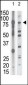 MMP15 Antibody (N-term)