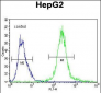 SEPT9 Antibody (C-term)