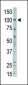 MVP Antibody (C-term)