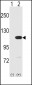 MVP Antibody (C-term)