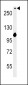 NOTCH3 Antibody (C-term)