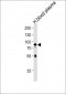 NRG3 Antibody (Center)