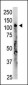 OAS3 Antibody (C-term)