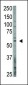 OASIS Antibody (C-term)