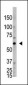 OASL Antibody (C-term)