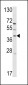 RAI3 Antibody (C-term)