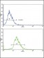 CD82 (ST6) Antibody (C-term)