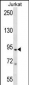 TAP1 Antibody (C-term)