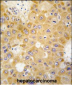 APH1 Antibody (N-term)