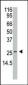 APH1 Antibody (N-term)