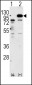 APP Antibody (C-term)