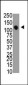 MTMR4 Antibody (C-term)